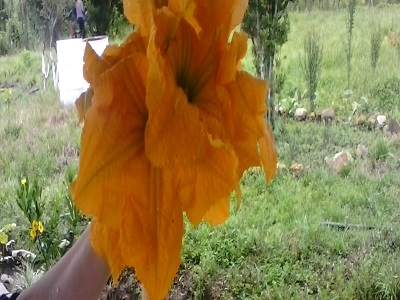 FLORAYOTE1