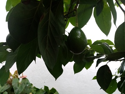 aguacatecnueva