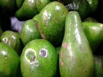 aguacates