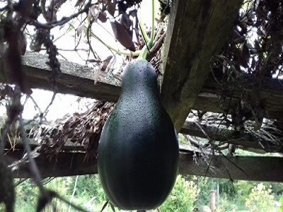 calabaza