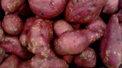 camote1