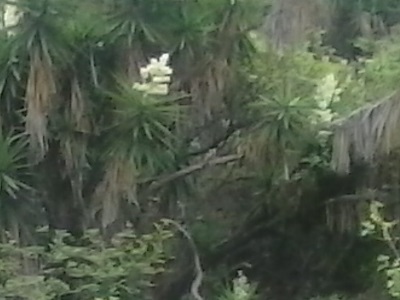 flordeizote
