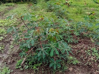 yuca